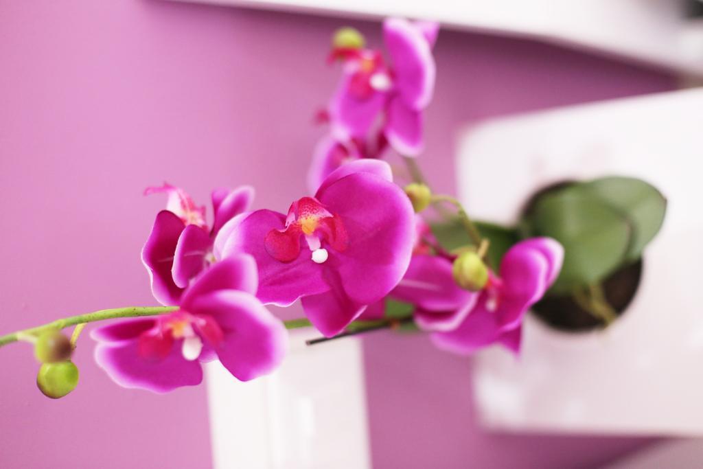 Iris Room 罗马 客房 照片